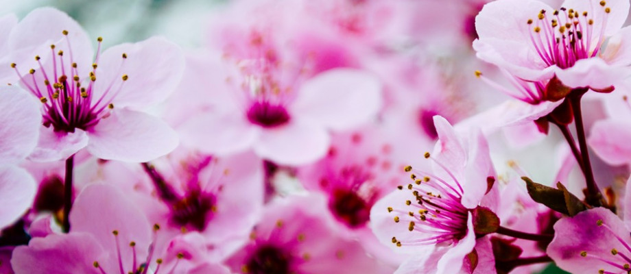 A blossom in the house